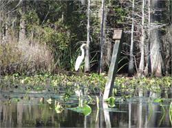 059-Okefenokee-SC