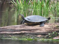 072-IchetuckneeSprings-FL