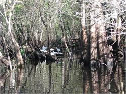 082-Withlachoochee-FL