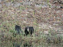 083-Withlachoochee-FL