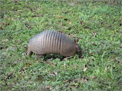 084-Armadillo-FL