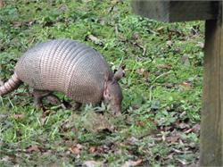 085-Armadillo-FL