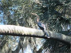 090-HillsboroughRiver-FL