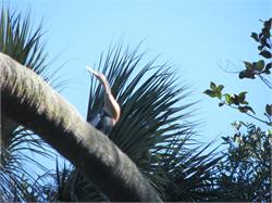 091-HillsboroughRiver-FL