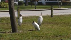 111-WoodStorks-FL