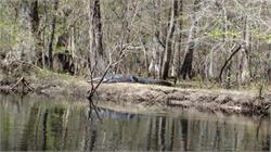 115-WithlacoocheeGator-FL