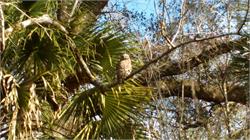 121-JuniperSprings-FL