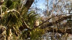 122-JuniperSprings-FL