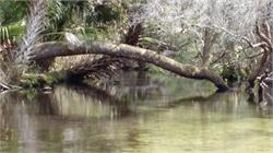 123-JuniperSprings-FL