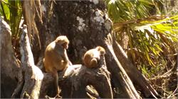 128-SilverSprings-FL