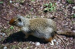 02130_GroundSquirll
