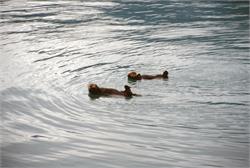 02246_KenaiSeaOtters