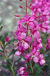 02291_IndianPaintbrush