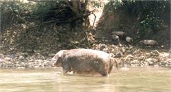 153-BelizeRiverPig