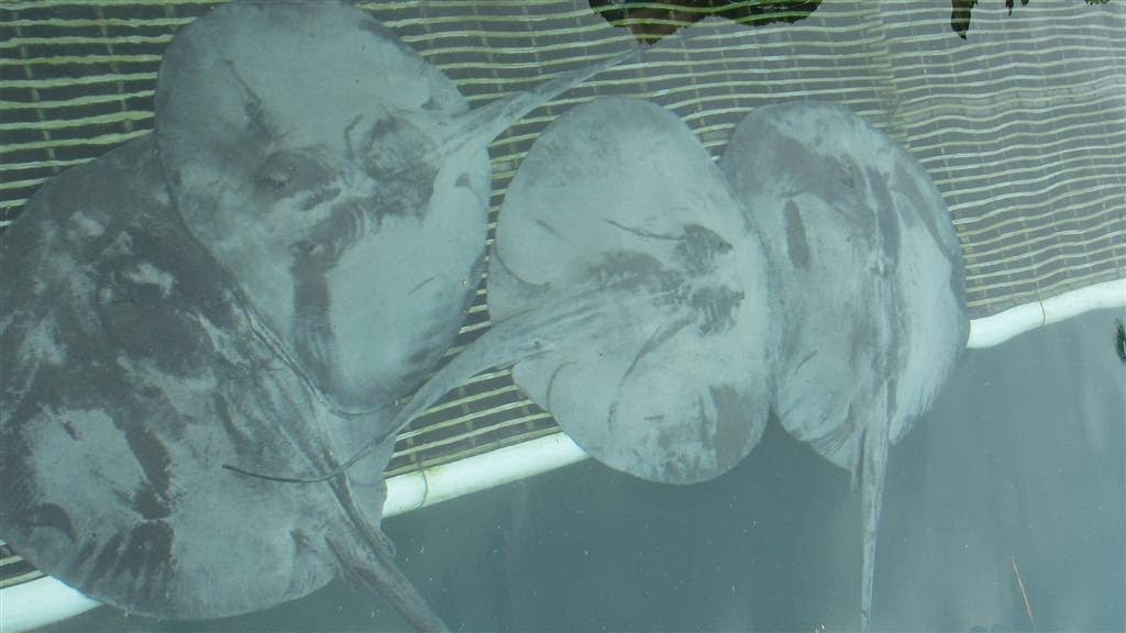 Visit Puerto Adventuras