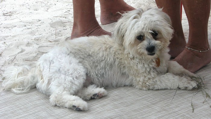 A little rain – Cats & Dogs