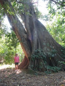 BigTreePeggy BigTreePeggy