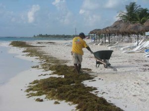 LaPlayaWeeds LaPlayaWeeds