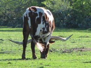 LongHorn LongHorn