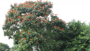 CatemacoTrees CatemacoTrees