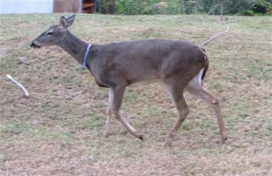 DeeronLeash1 DeeronLeash1