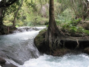 One of the Small Drops SmallDrops