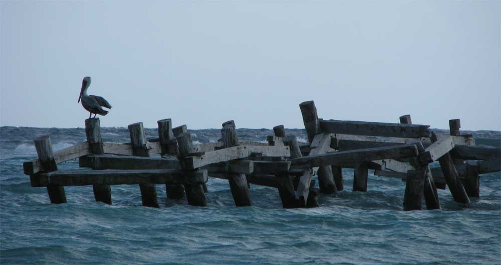 Uno Mas Dia – We Fly Home for the Holidays