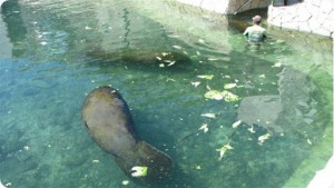 PuertoA_Manatees