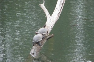 Turtles