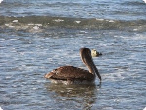 One Lone Pelican Pelican