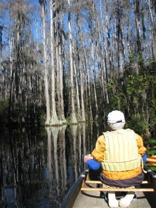Cypress Tree Reflections CypressTrees