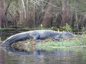 Alligator_Withlacoochee Alligator_Withlacoochee