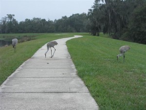 Fish Hawk Sandhill Cranes Fish Hawk Sandhill Cranes