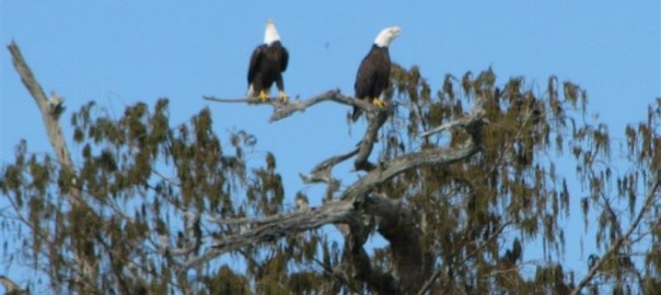 W.P. Franklin near Fort Myers