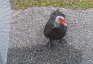 Muscovy Duck looking to come in camper Muscovy Duck looking to come in camper
