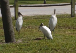 Wood Storks Wood Storks