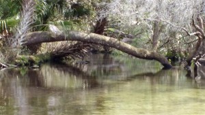 Juniper Run - 2 Juniper Run - 2