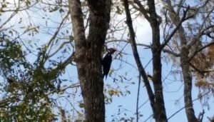 Pileated Woodpecker