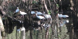 Ibis Flock Withlacoochee Ibis Flock Withlacoochee