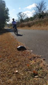 Peggy Biking by a Turtle Peggy Biking by a Turtle