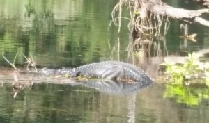 Rock Creek Gator Rock Creek Gator