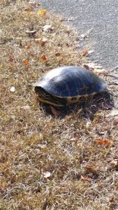 Turtle by Bike Path Turtle by Bike Path