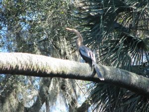Anhinga Anhinga