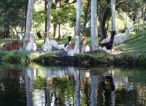 telegraph creek llamas