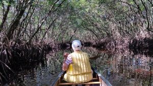 Mangrove Arches - Collier Seminole Mangrove Arches - Collier Seminole