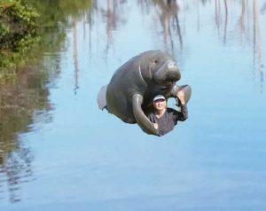ManateeAttack ManateeAttack