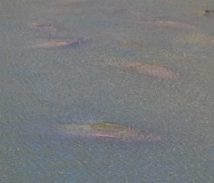 Manatees Apollo Power Station