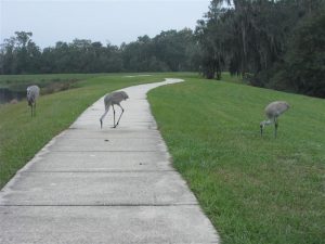 Fish Hawk Sandhill Cranes