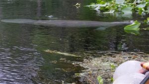 Young Manatee in the Silver River ManateeSilver Rivers