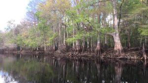 Withlacoochee Cypress Trees WithlacoocheeCypressTrees